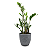 Cachepot com Planta Zamioculca (Cimento) - Imagem 1