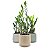 Cachepot em Cerâmica com Zamioculca Baby (Planta da Fortuna) - Imagem 1