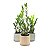 Cachepot em Cerâmica com Zamioculca Baby (Planta da Fortuna) - Imagem 3