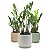 Cachepot em Cerâmica com Zamioculca Baby (Planta da Fortuna) - Imagem 2