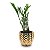 Cachepot em Cerâmica com Zamioculca (Planta da Fortuna) - Imagem 3