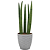Cachepot Rattan com Planta Lança de São Jorge - Imagem 3