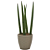 Cachepot Rattan com Planta Lança de São Jorge - Imagem 5