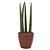 Cachepot Rattan com Planta Lança de São Jorge - Imagem 4