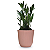 Planta Zamioculca com Cachepot Milan (Planta da Fortuna) - Imagem 4