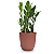 Planta Zamioculca com Cachepot Milan (Planta da Fortuna) - Imagem 7