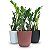 Planta Zamioculca com Cachepot Milan (Planta da Fortuna) - Imagem 2