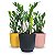 Planta Zamioculca com Cachepot Milan (Planta da Fortuna) - Imagem 1