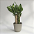 Planta Dracaena Fragrans com Cachepot Milan (Pau D'água) - Imagem 6