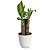 Planta Dracaena Fragrans com Cachepot Milan (Pau D'água) - Imagem 4