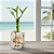 Vaso com Bambu da Sorte em Vidro Conchas, Praia e Mar (3 Hastes) - Imagem 3