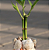 Vaso com Bambu da Sorte em Vidro Conchas, Praia e Mar (3 Hastes) - Imagem 6