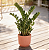 Planta Zamioculca Grande com Cachepot Milan - Imagem 7