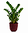 Planta Zamioculca Grande com Cachepot Milan - Imagem 1