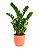Planta Zamioculca Grande com Cachepot Milan - Imagem 4