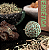 Bombita para Defumação Herbal Sagrada Madre (Limpeza Energética) - Imagem 3