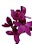 Orquídea Grapete (cheiro de uva) - Imagem 1
