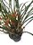 Orquídea Maxillaria tenuifolia (perfume de côco) - Imagem 1