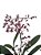 Orquidea Sharry baby - Imagem 1