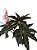 begonia heracleifolia - Imagem 3