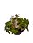 begonia rex ´lima love` - Imagem 1