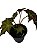 begonia sp - Imagem 2