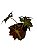begonia sp - Imagem 1