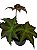 begonia sp - Imagem 3