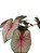bulbo caladium vermelho - Imagem 3