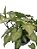 syngonium podophyllum - Imagem 2