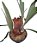 chifre veado platycerium Bifurcatum - Imagem 1