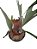 chifre veado platycerium Bifurcatum - Imagem 2