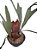 chifre veado platycerium Bifurcatum - Imagem 3