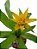 bromelia canistropsis - Imagem 3