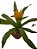 bromelia canistropsis - Imagem 1