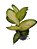 dieffenbachia camilia comigo-ninguém-pode - Imagem 2