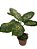comigo-ninguém-pode (Dieffenbachia spp.) - Imagem 1
