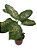 comigo-ninguém-pode (Dieffenbachia spp.) - Imagem 2