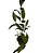 orquídea sobralia - Imagem 3