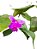 orquídea sobralia - Imagem 4