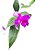 orquídea sobralia - Imagem 2