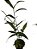 orquídea sobralia - Imagem 1