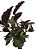 maranta calathea louisae - Imagem 2