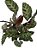 maranta calathea louisae - Imagem 1