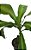 dracena fragrans (pau d'agua) - Imagem 2