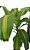dracena fragrans (pau d'agua) - Imagem 1