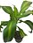 dracena fragrans (pau d'agua) - Imagem 3