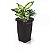 VASO COLUNA - PRETO - 4.100 ml - Imagem 1