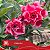 Amásia - Enxerto Rosa do Deserto - Imagem 3