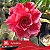 Amásia - Enxerto Rosa do Deserto - Imagem 2